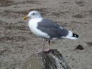 Western Gull